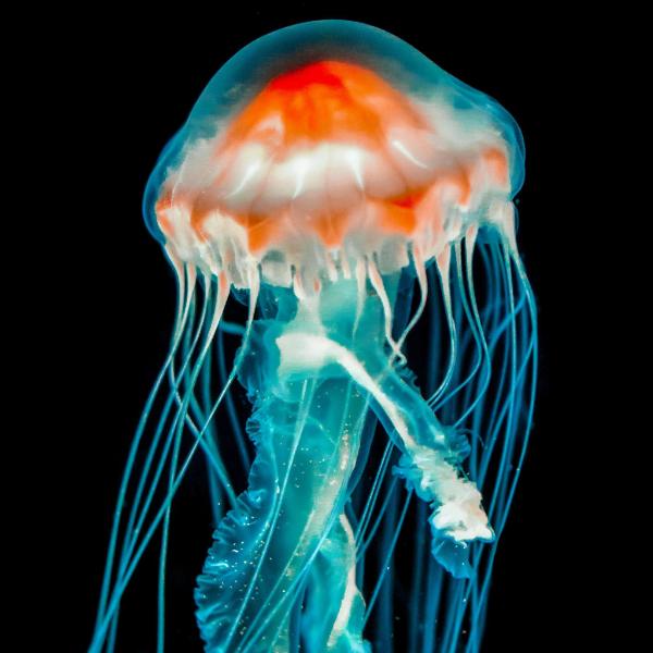 Bioluminescent Jellyfish