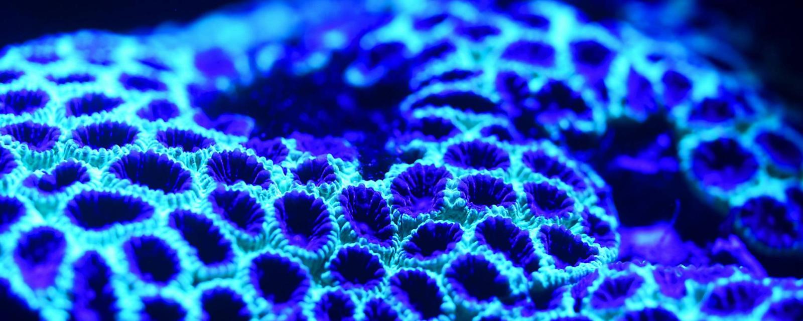 Bioluminescent corals glow in the dark, boosting algae photosynthesis to feed the polyps. Close-up at Cairns Aquarium.