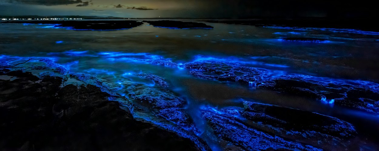 Red algae glowing blue as small waves break onto rocks in Jervis Bay during a rare bioluminescent event