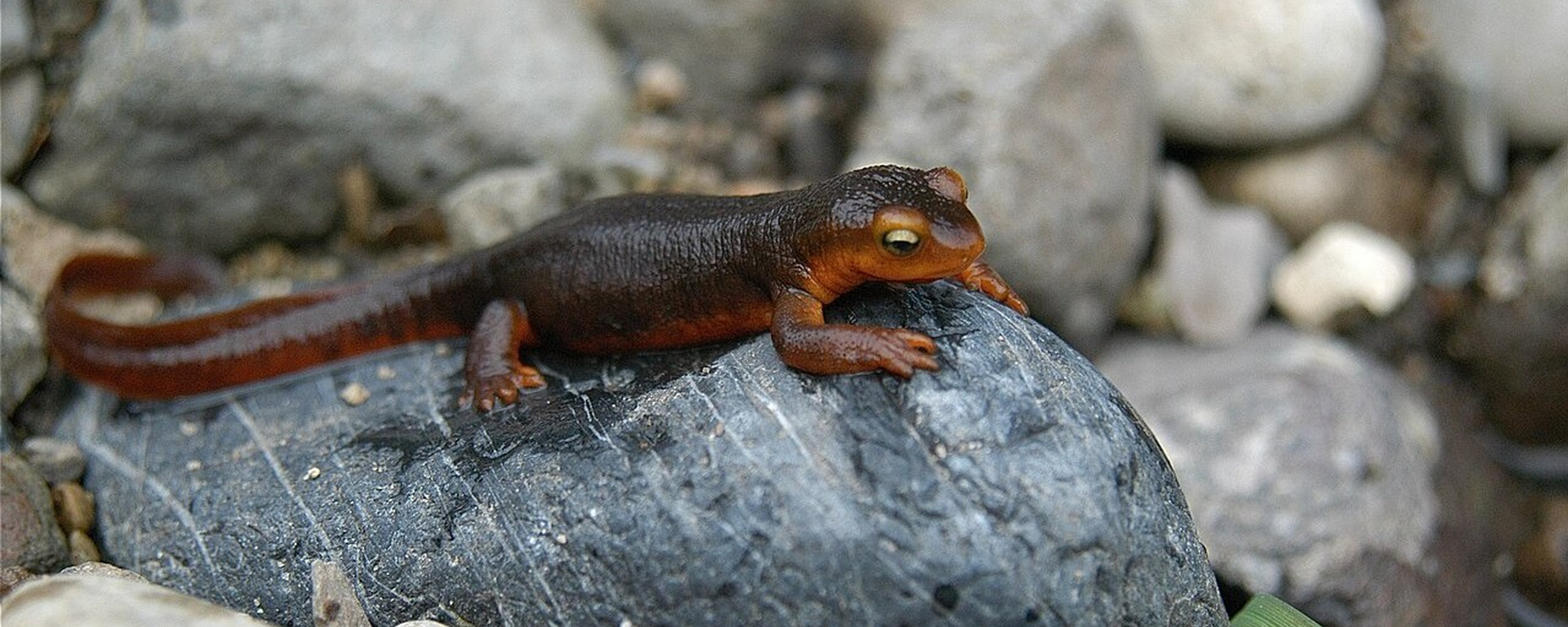 California newt crawling across a reflective surface