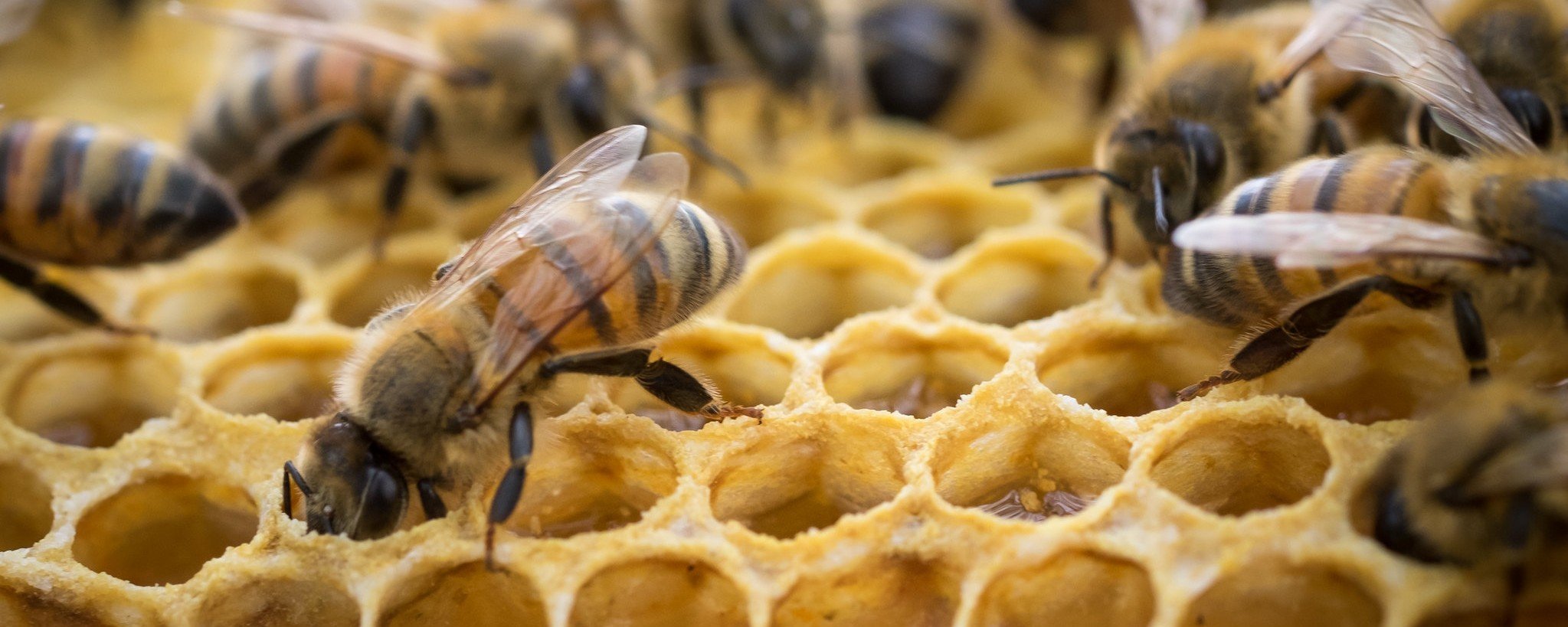 Close-up of a honeycomb showing bee pattern