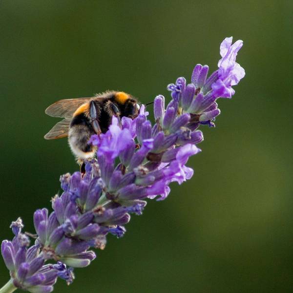 Close-up of honeybee gathering nectar on lavender blossom
