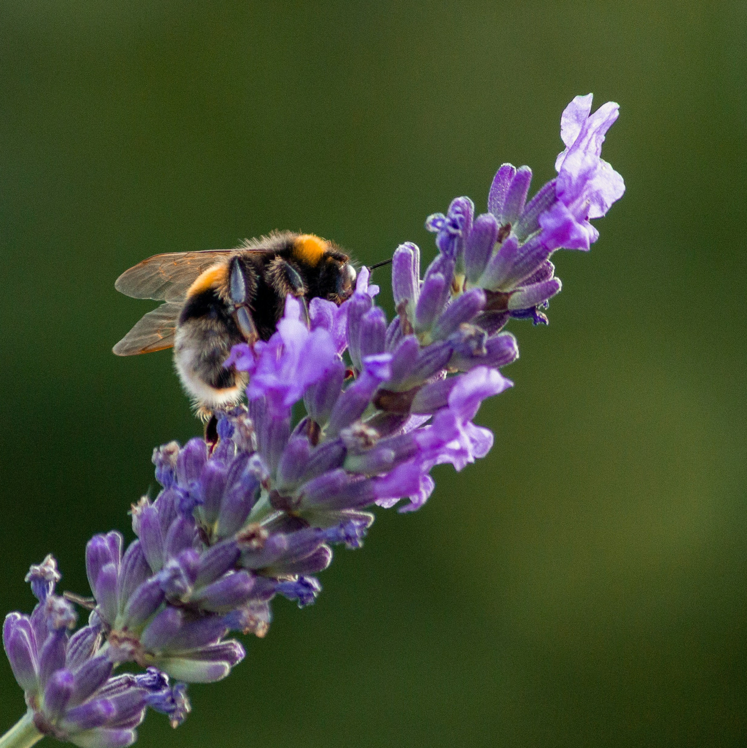 Honeybee on Lavender