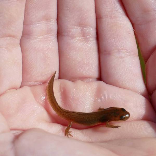 Salamander Migration